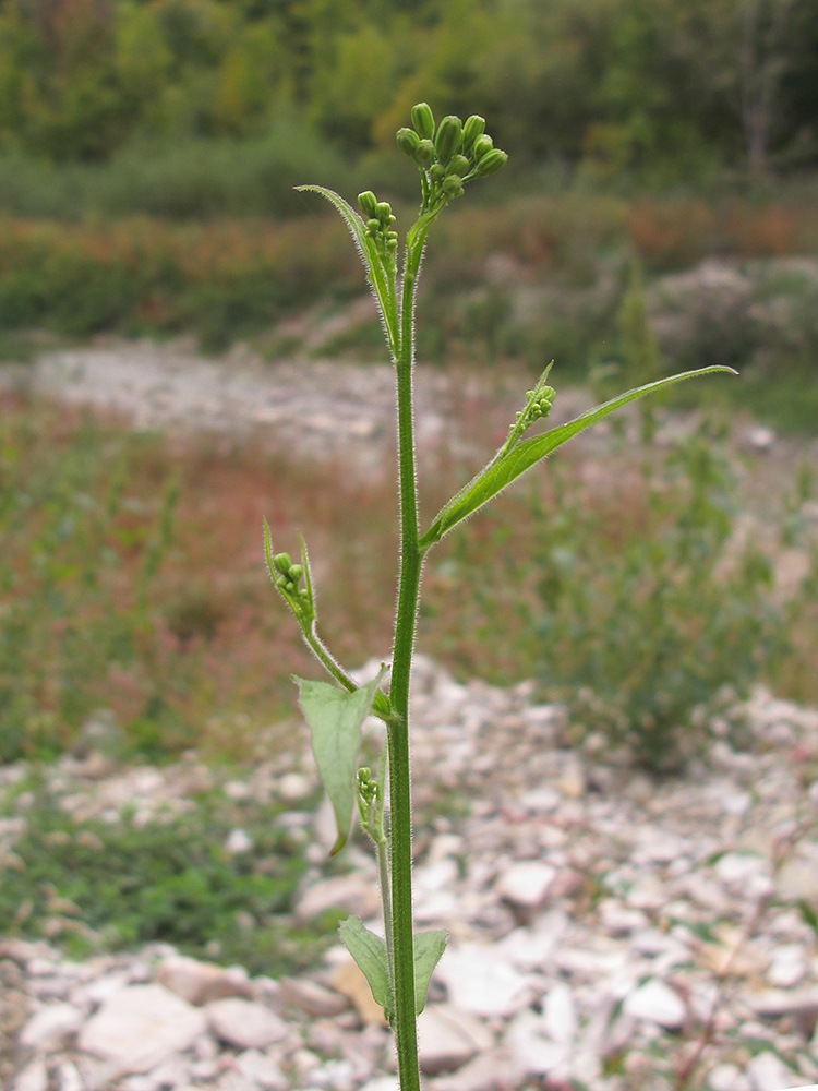 Image of genus Lapsana specimen.