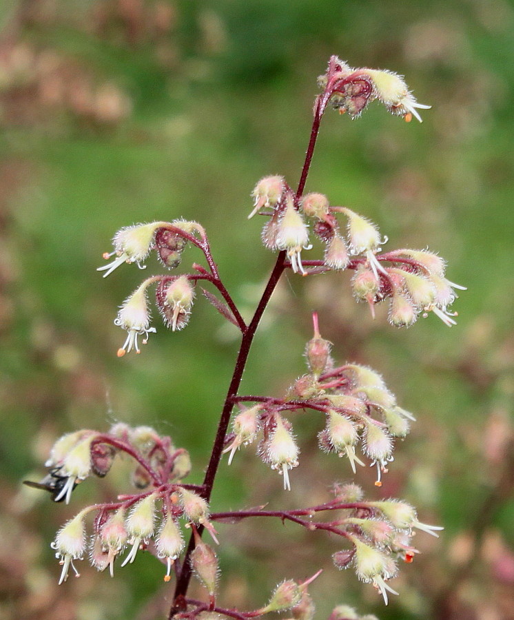 Image of Heuchera micrantha specimen.