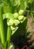 Convallaria majalis
