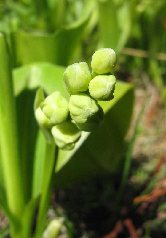 Изображение особи Convallaria majalis.