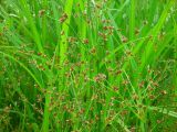 Juncus articulatus