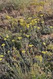 Helichrysum maracandicum