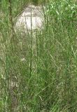 Equisetum ramosissimum. Вегетирующие растения. Украина, г. Запорожье, зелёная зона возле р. Днепр. 10.07.2011.