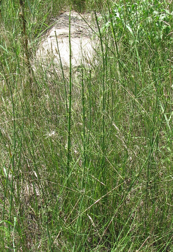 Изображение особи Equisetum ramosissimum.