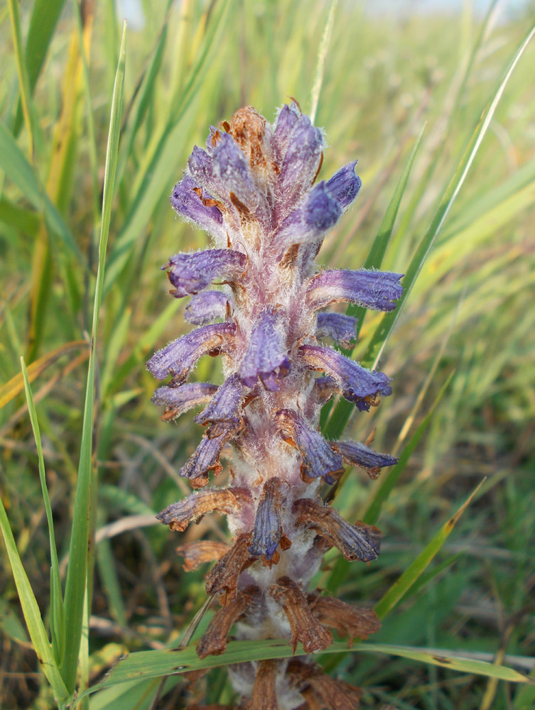 Image of Orobanche coerulescens specimen.