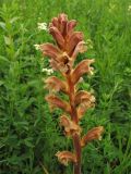 Orobanche lutea. Соцветие. Украина, Львов, луговой склон южной экспозиции, на Medicago falcata. 30 мая 2009 г.