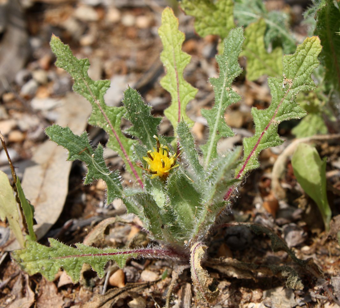 Изображение особи Centaurea benedicta.