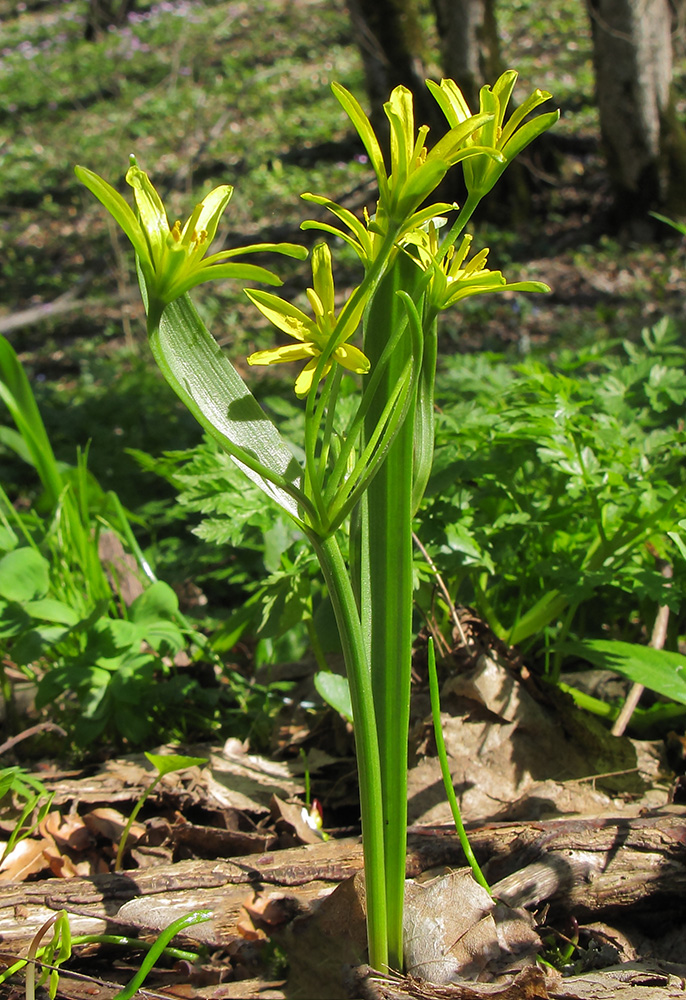 Image of Gagea lutea specimen.