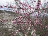 Persica vulgaris. Ветви цветущего растения. Краснодарский край, г. Новороссийск, мыс Шесхарис, на дамбе водохранилища. 22.03.2014.