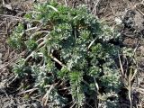 Artemisia absinthium