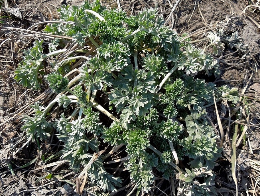 Image of Artemisia absinthium specimen.