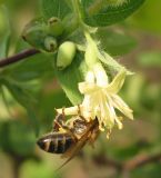 Lonicera edulis