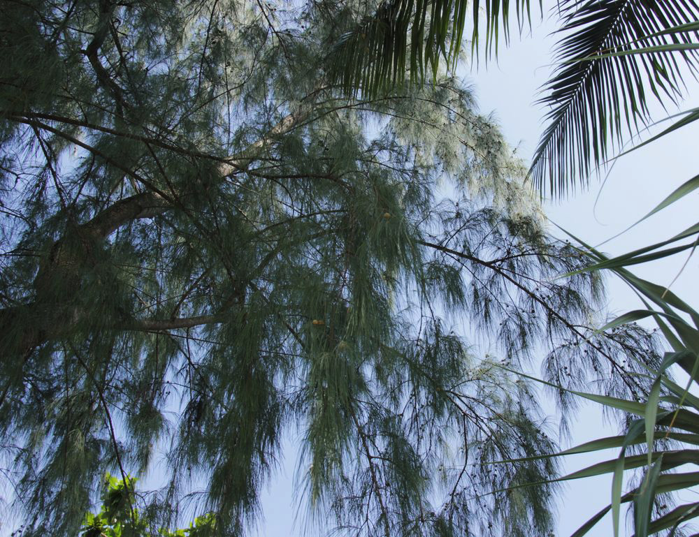 Изображение особи Casuarina equisetifolia.