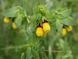 Cerinthe major