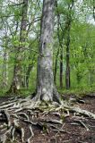 Fagus orientalis. Нижняя часть ствола и корни взрослого дерева. Краснодарский край, Апшеронский р-н, окр. пос. Мезмай, хр. Гуама, Орлиная скала, широколиственный лес. 28.04.2014.