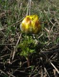 Adonis vernalis