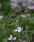 Poa bulbosa. Верхушка живородящего растения с соцветием. Израиль, гора Гильбоа, гарига. 22.03.2014.