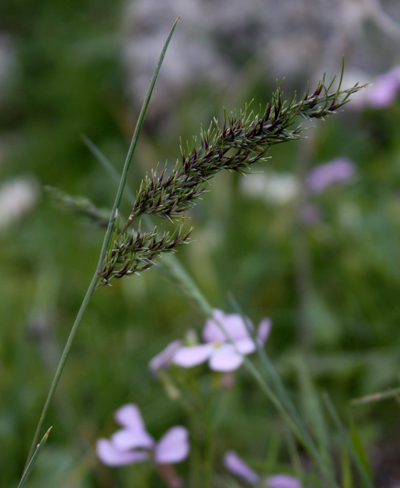 Image of Poa bulbosa specimen.