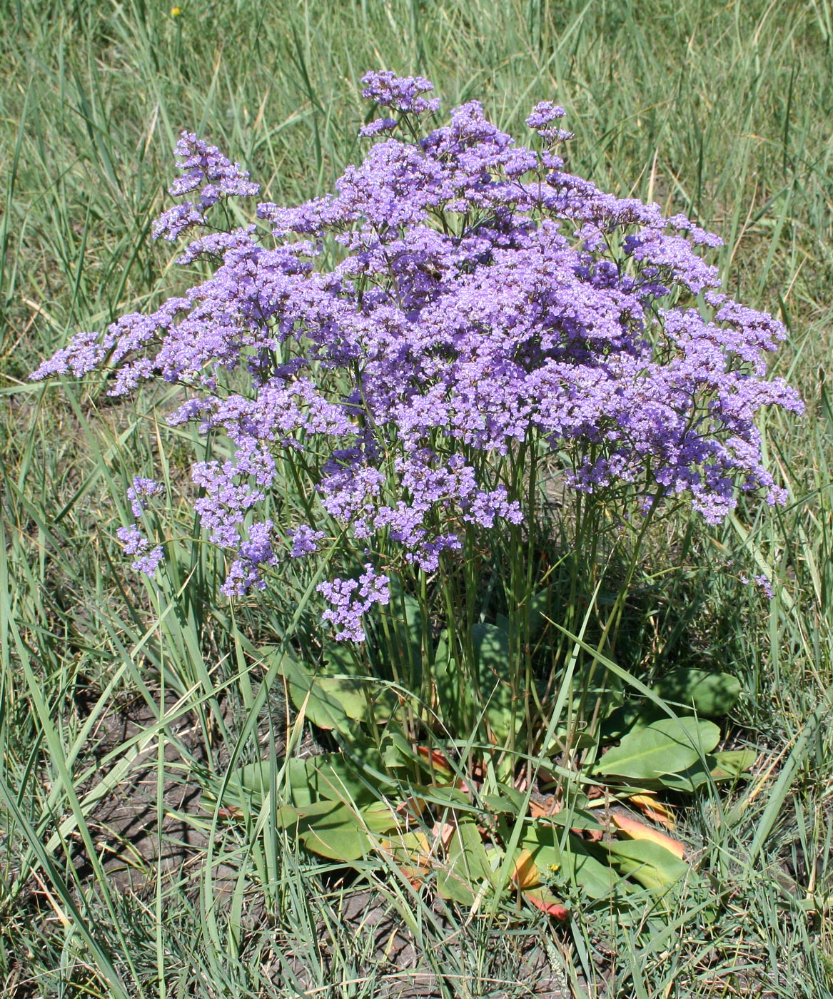 Image of Limonium gmelinii specimen.