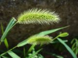 Setaria viridis. Соцветие. Южный берег Крыма, г. Алушта, обочина дороги. 22 августа 2013 г.