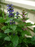 Ajuga genevensis. Цветущие растения нормальной и розовоцветковой форм. Ставропольский край, г. Кисловодск, вдоль забора по ул. Володарского, сорное. 22.05.2014.