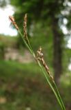 Carex rhizina