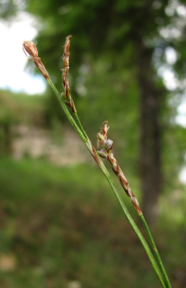 Изображение особи Carex rhizina.