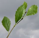 genus Betula. Верхняя часть побега с молодыми листьями. Германия, г. Дюссельдорф, Ботанический сад университета. 02.06.2014.