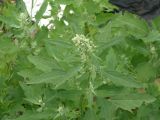 Chenopodium