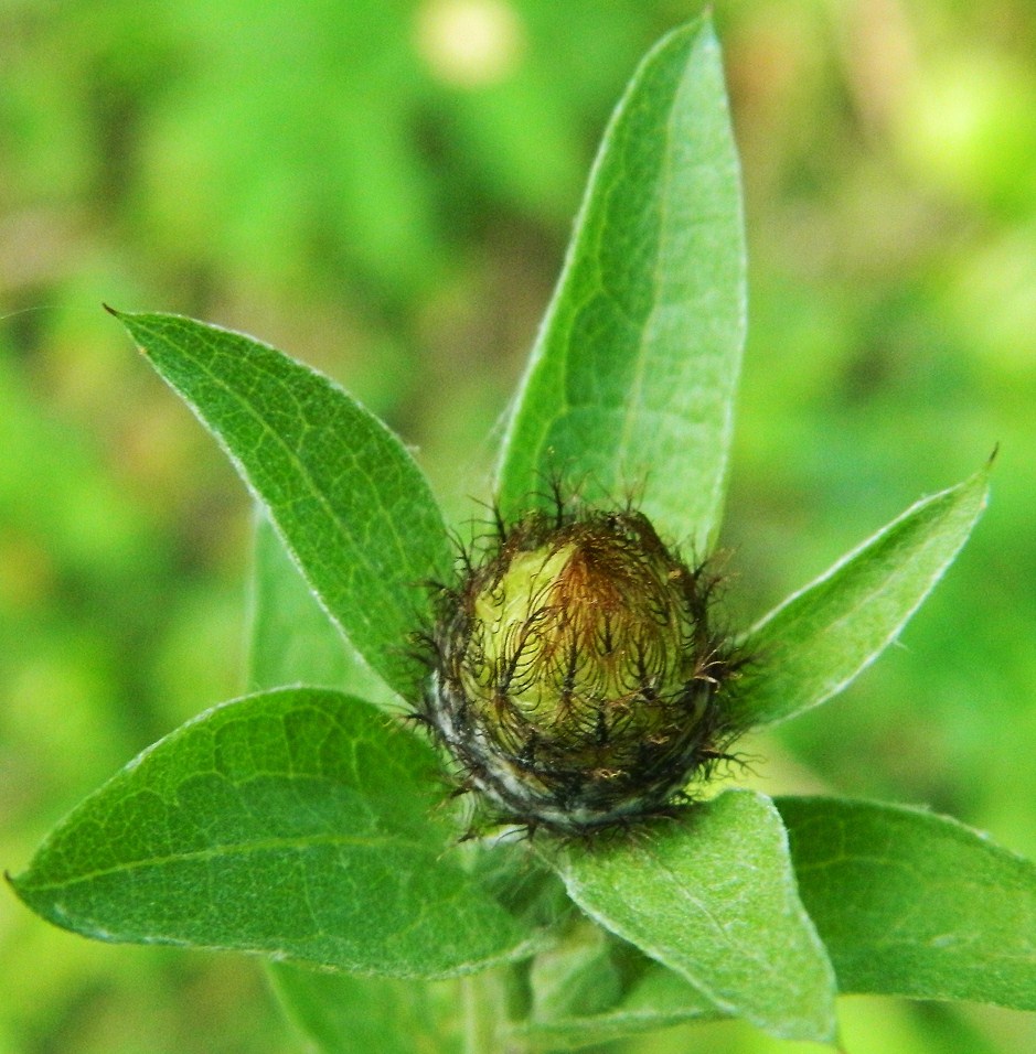 Image of Centaurea phrygia specimen.