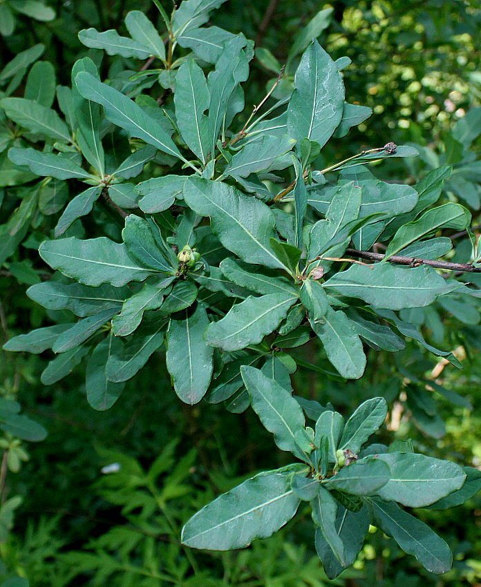Image of Exochorda racemosa specimen.