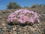 Acanthophyllum pungens. Цветущее растение. Казахстан, Южное Прибалхашье, в р-не сухого русла р. Куйыршак-Шолак. 21 мая 2012 г.