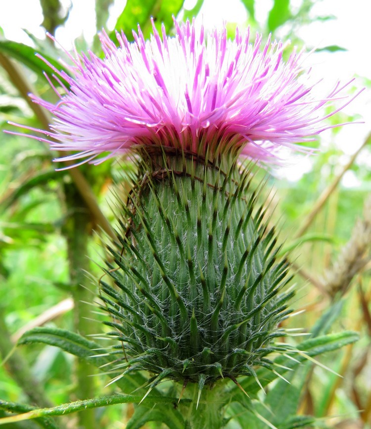 Изображение особи Cirsium vulgare.