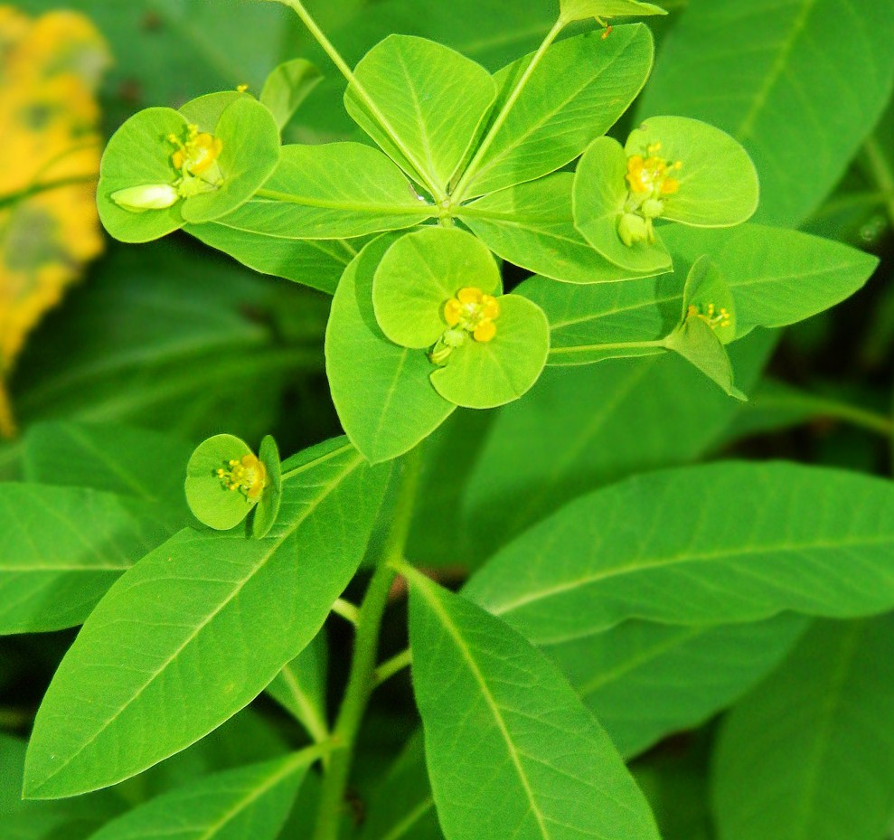 Изображение особи Euphorbia squamosa.