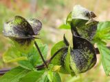 Nicandra physalodes. Разросшиеся чашечки с заключёнными в них плодами. Нидерланды, Гронинген, на строительной площадке. 26 сентября 2009 г.