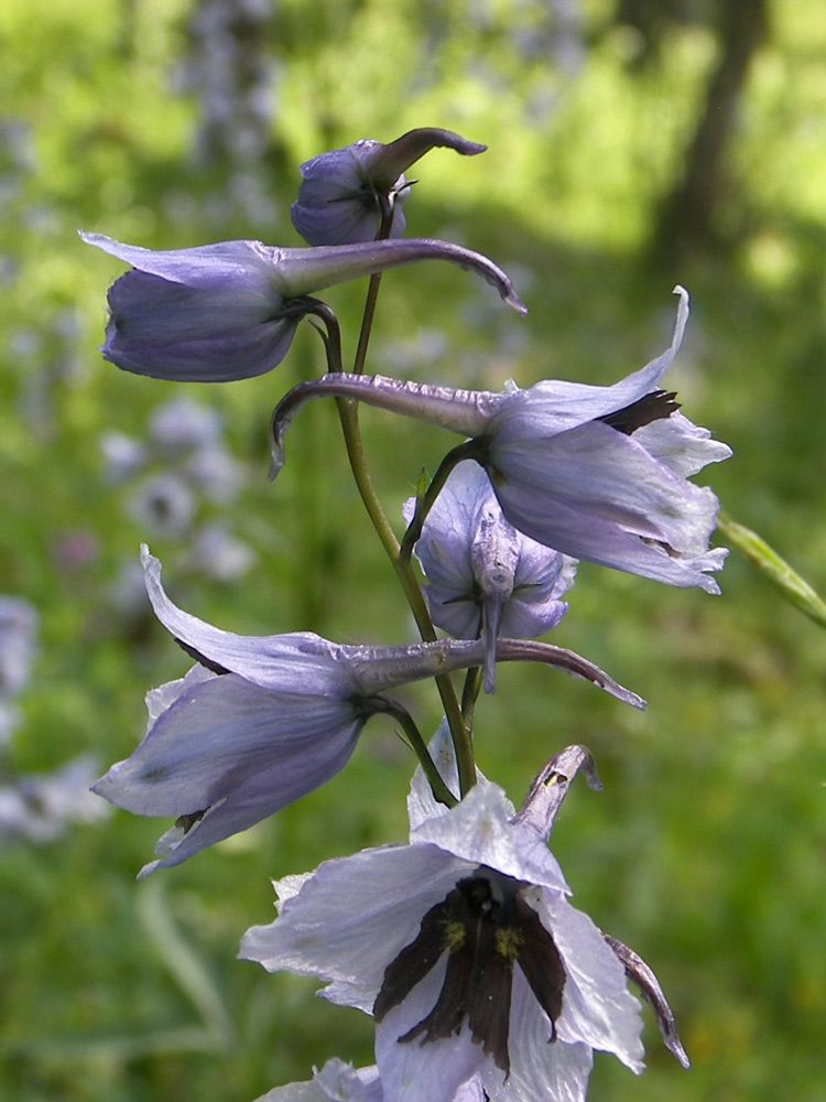 Image of Delphinium flexuosum specimen.