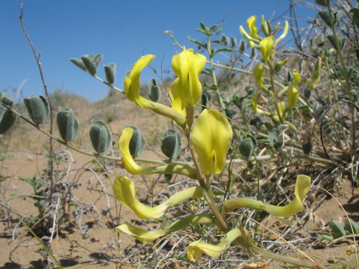 Изображение особи Astragalus flexus.