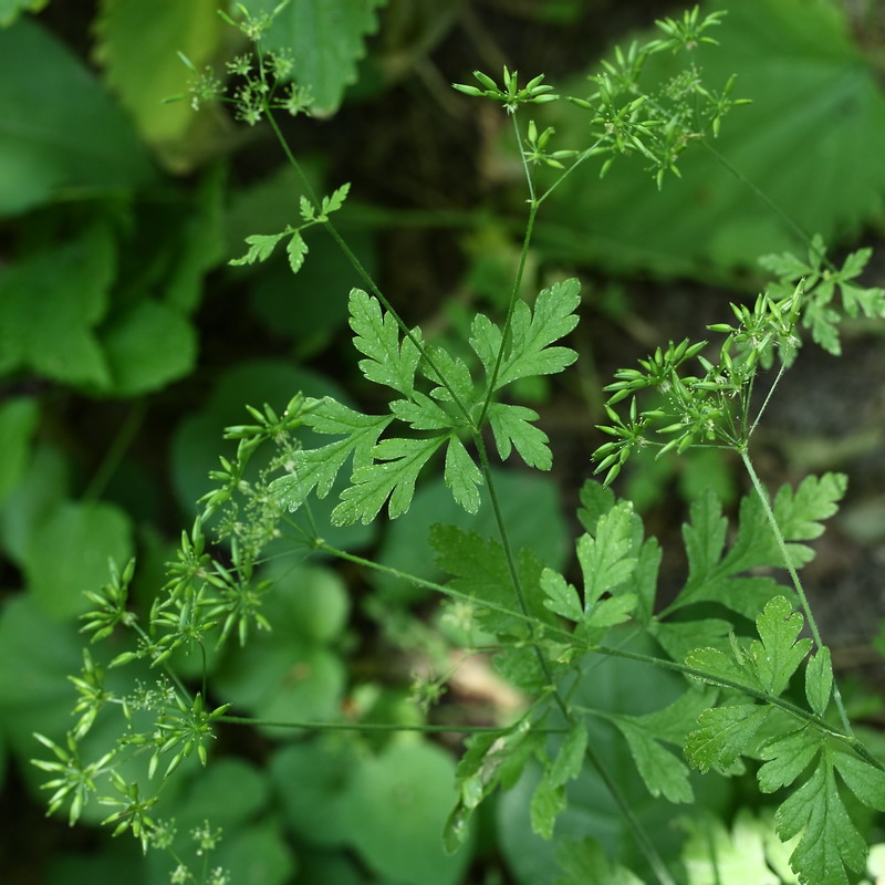 Изображение особи Chaerophyllum temulum.