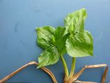Trillium camschatcense. Растения в начале вегетации. Камчатский край, Елизовский р-н, окр. г. Петропавловска-Камчатского, каменнобёрезовый лес на склоне. 26.05.2008.