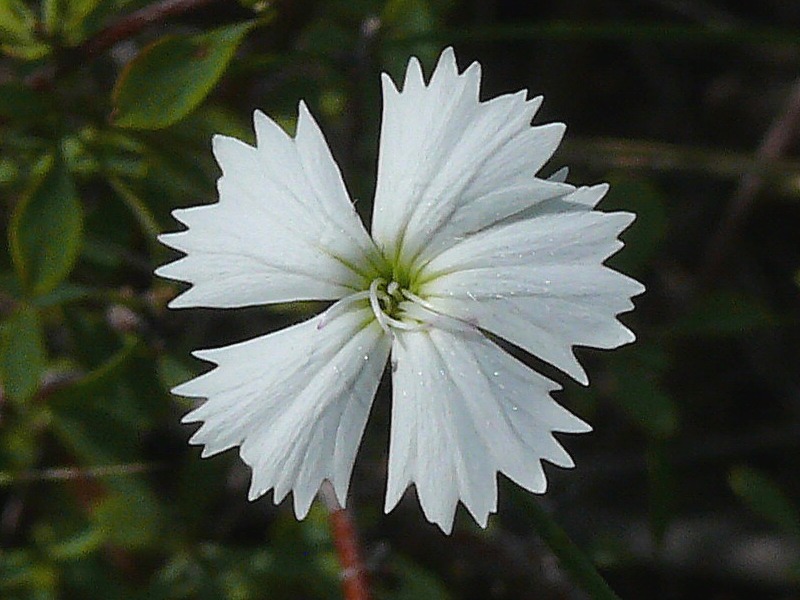 Image of Dianthus ramosissimus specimen.