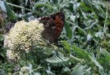 Achillea filipendulina