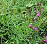 Linaria incarnata. Цветущее растение. Юг Красноярского края, окр. г. Минусинск. 16.09.2009.