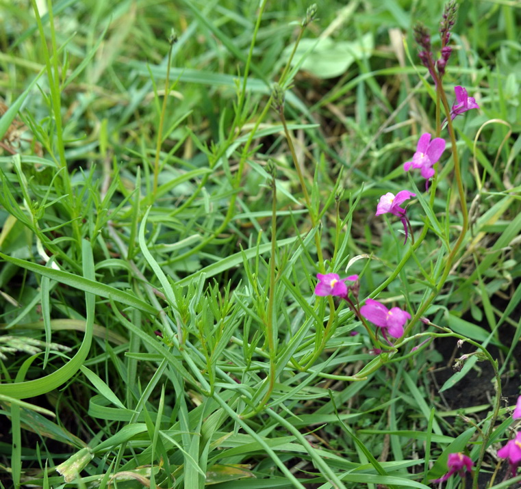 Изображение особи Linaria incarnata.