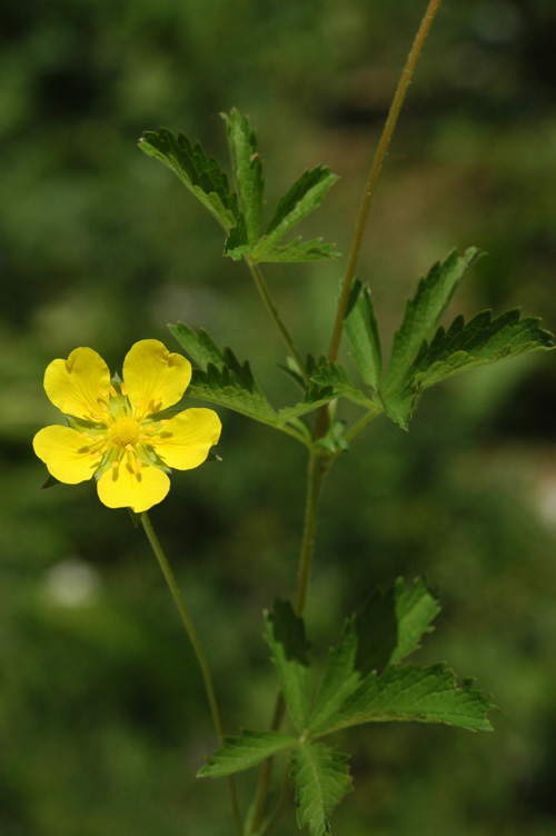 Image of Potentilla reptans specimen.