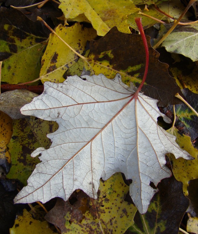 Image of genus Populus specimen.