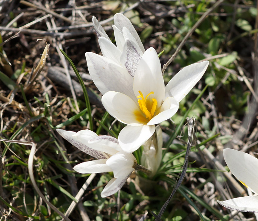 Изображение особи Crocus alatavicus.