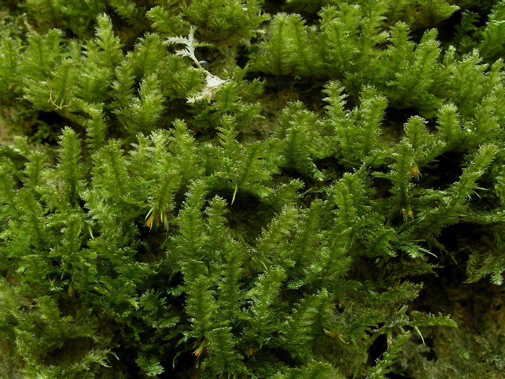Image of Neckera pennata specimen.