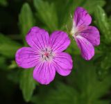 Geranium palustre. Цветки. Московская обл., Раменский р-н, окр. дер. Хрипань, садовый участок. 26.06.2015.