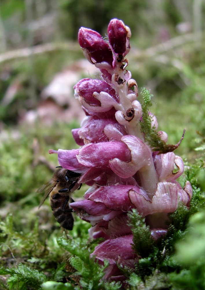Image of Lathraea squamaria specimen.