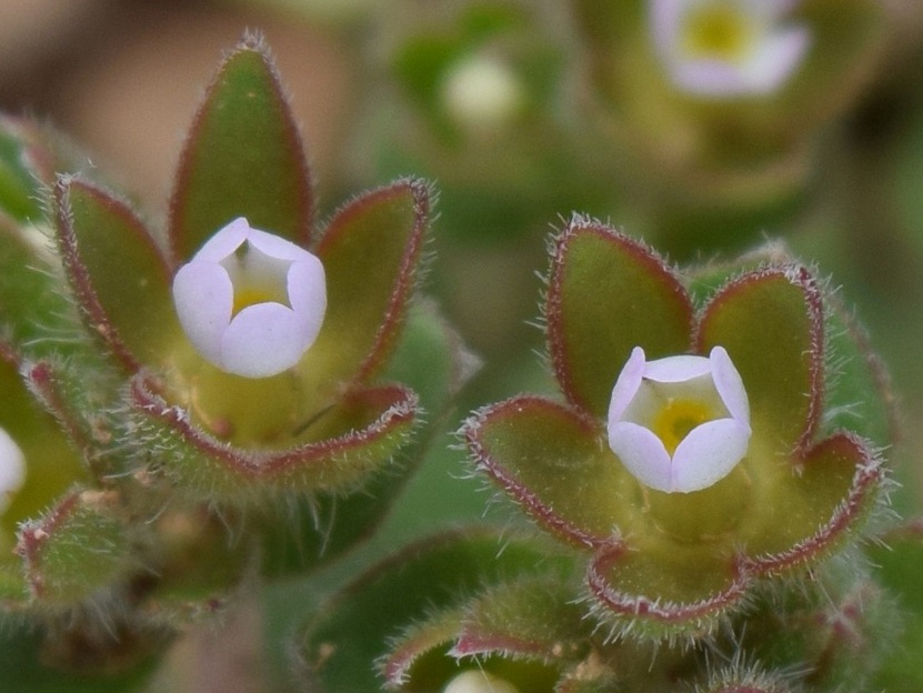 Image of Androsace maxima specimen.